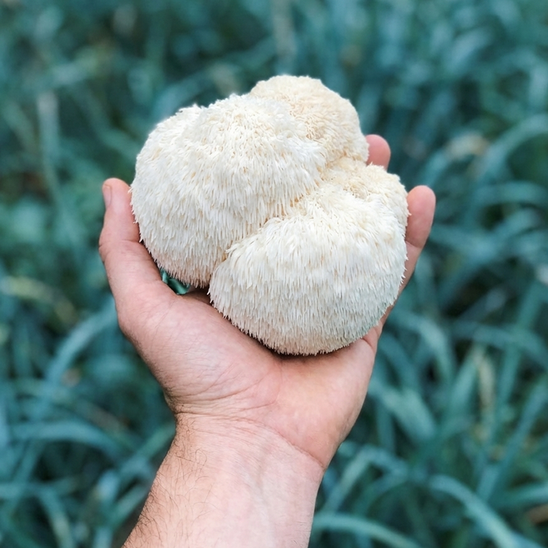 Die Vorteile von Lion's Mane bei Brain Fog